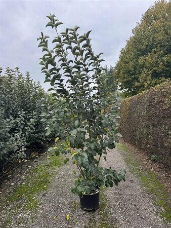 Malus 'Evereste' 8-10 C.  - afbeelding 3