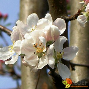 Malus 'Evereste' 8-10 C. 