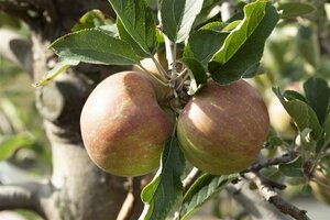 Malus domestica 'Elstar' 12-14 C. - afbeelding 6