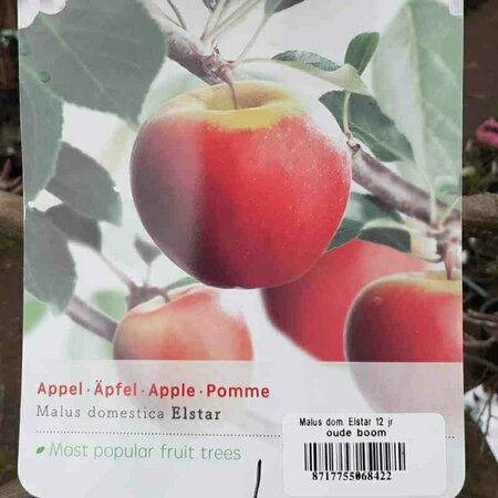 Malus domestica 'Elstar' 12-14 C. - afbeelding 3