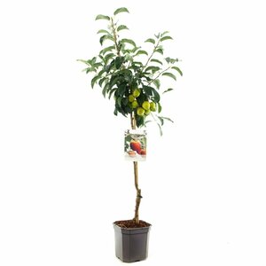 Malus domestica 'Elstar' 12-14 C. - afbeelding 4