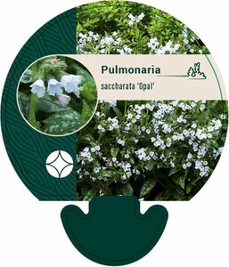 Pulmonaria 'Opal' P9 - afbeelding 5