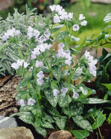 Pulmonaria 'Opal' P9 - afbeelding 4