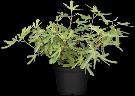 Ficus car. 'Rouge de Bordeaux' - afbeelding 2