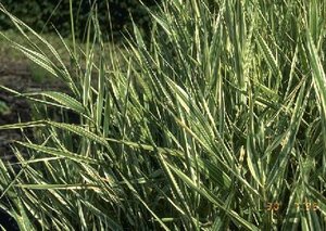 Phalaris arundinacea 'Picta' P9