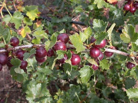 Ribes Jostaberry