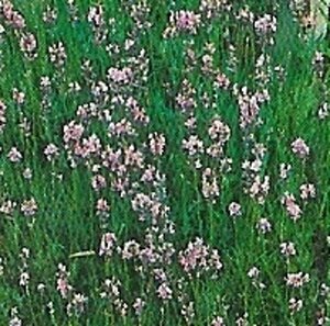 Lavandula angustifolia 'Rosea' P9 - afbeelding 9