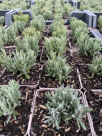 Lavandula angustifolia 'Rosea' P9 - afbeelding 10