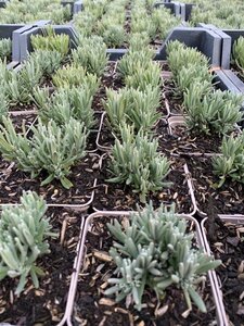 Lavandula angustifolia 'Rosea' P9 - afbeelding 10