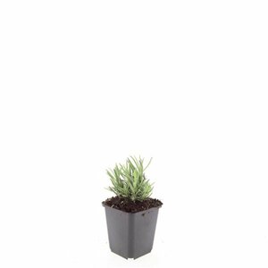 Lavandula angustifolia 'Rosea' P9 - afbeelding 6