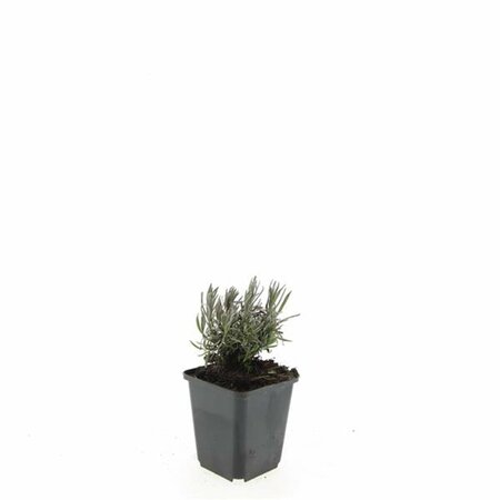 Lavandula angustifolia 'Rosea' P9 - afbeelding 5