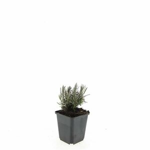 Lavandula angustifolia 'Rosea' P9 - afbeelding 5