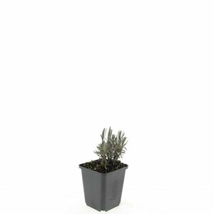 Lavandula angustifolia 'Rosea' P9 - afbeelding 4