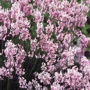 Lavandula angustifolia 'Rosea' P9 - afbeelding 7