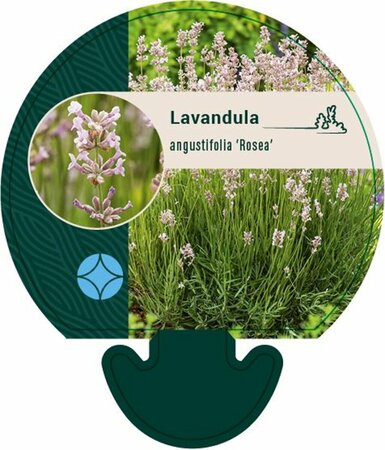 Lavandula angustifolia 'Rosea' P9 - afbeelding 1