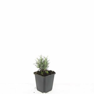 Lavandula angustifolia 'Rosea' P9 - afbeelding 3