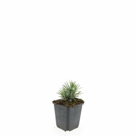 Lavandula angustifolia 'Rosea' P9 - afbeelding 2