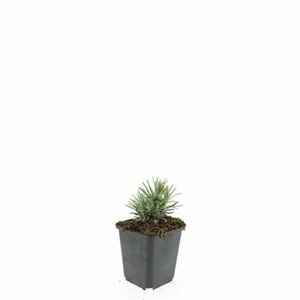Lavandula angustifolia 'Rosea' P9 - afbeelding 2