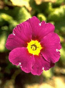 Primula vulgaris P9