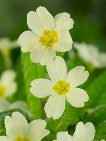 Primula vulgaris P9 - afbeelding 6