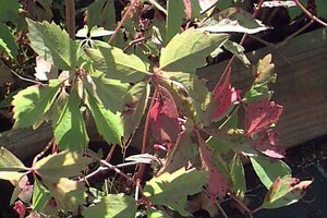 Parthenocissus quinquefolia - afbeelding 2