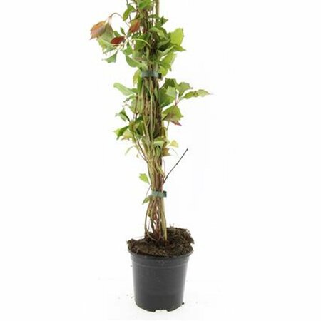 Parthenocissus quinquefolia 'Engelmannii' - afbeelding 3