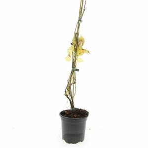 Parthenocissus quinquefolia 'Engelmannii' - afbeelding 2