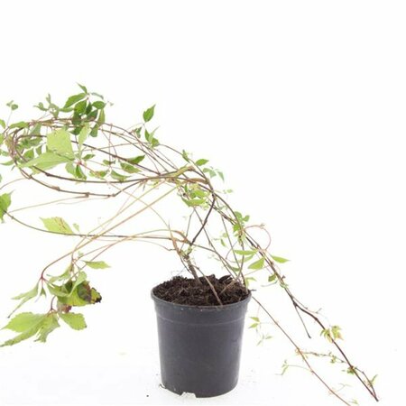 Parthenocissus quinquefolia 'Engelmannii' - afbeelding 4