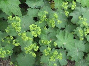 Alchemilla mollis P9