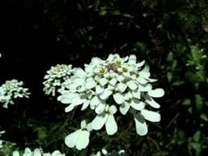 Iberis sempervirens 'Schneeflocke' P9