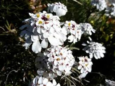Iberis sempervirens 'Schneeflocke' P9 - afbeelding 2
