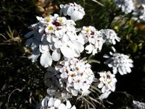 Iberis sempervirens 'Schneeflocke' P9 - afbeelding 2