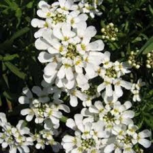 Iberis sempervirens 'Schneeflocke' P9 - afbeelding 3