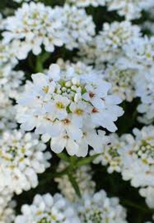 Iberis sempervirens 'Schneeflocke' P9 - afbeelding 4