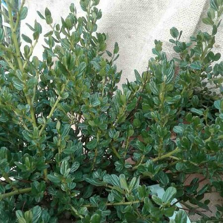 Ceanothus impressus 'Victoria' - afbeelding 1