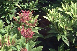 Pieris japonica 'Prelude' 25/30 C.