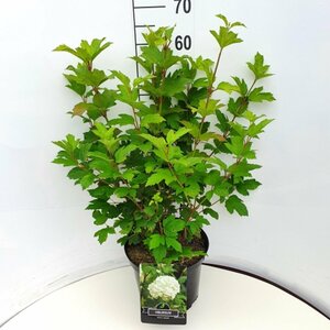 Viburnum plicatum 'Mariesii' - afbeelding 5