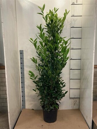 Prunus laurocerasus 'Caucasica' ST. 200 12-14 C. Lei - afbeelding 3