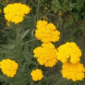 Achillea fil. 'Parker's Variety' P9 - afbeelding 2