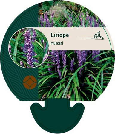 Liriope muscari P9 - afbeelding 1