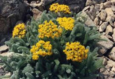 Achillea tomentosa 'Aurea' P9 - afbeelding 2