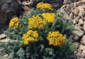 Achillea tomentosa 'Aurea' P9 - afbeelding 2
