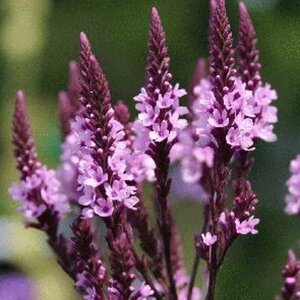 Verbena hastata 'Rosea' P9 - afbeelding 1