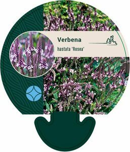 Verbena hastata 'Rosea' P9