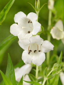 Penstemon 'White Bedder' P9 - afbeelding 1