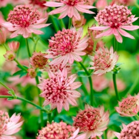 Astrantia major 'Roma' C2 - afbeelding 3
