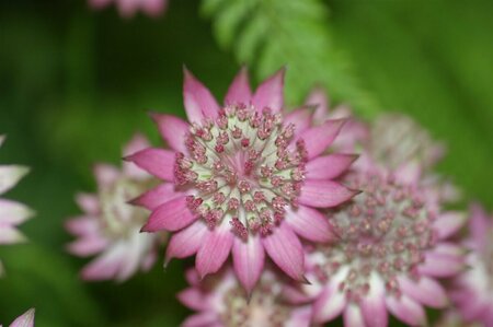 Astrantia major 'Roma' C2 - afbeelding 7