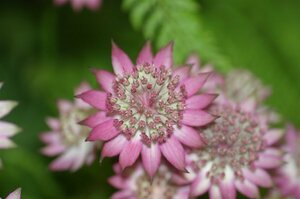 Astrantia major 'Roma' C2 - afbeelding 7