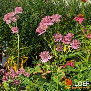 Astrantia major 'Roma' C2 - afbeelding 9