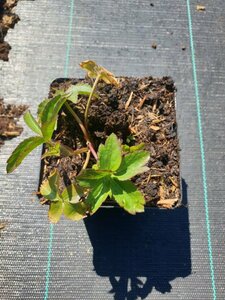 Astrantia major 'Roma' C2 - afbeelding 4
